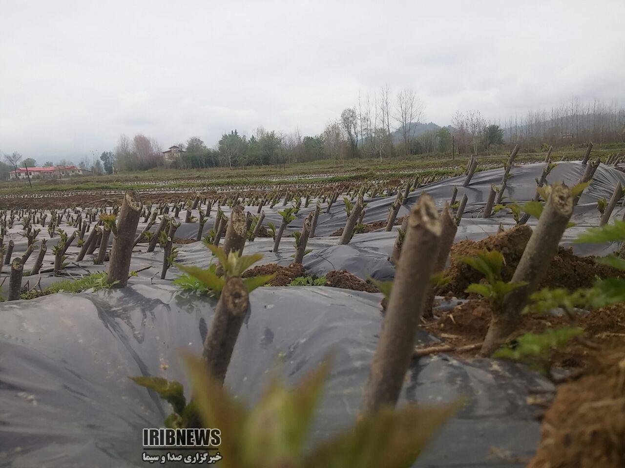 اجرای طرح ملی اصلاح توتستان های کشور