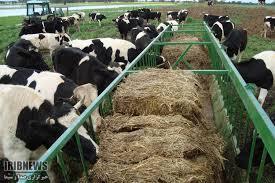 تولید سالانه یک هزار تن خوراک آماده دام در کردستان تولید سالانه یک هزار تن خوراک آماده دام در کردستان