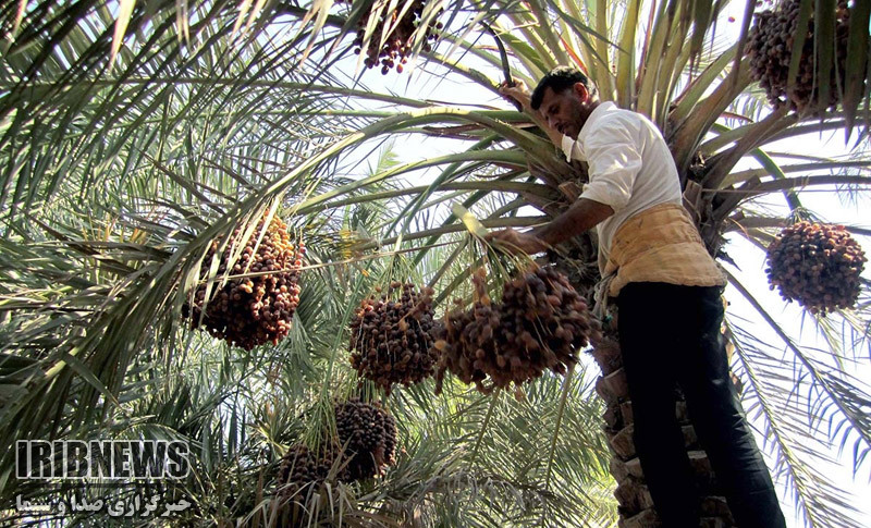 آغاز برداشت خرما از نخلستان های آبادان