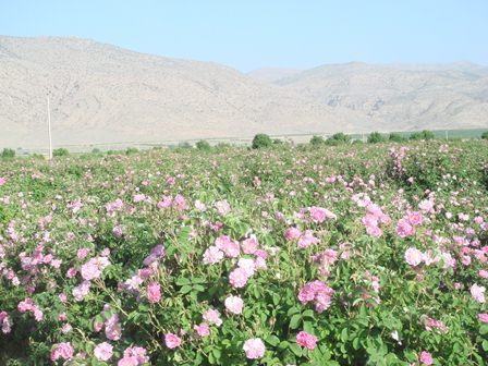 لغو جشنواره گل و گلاب لایزنگان داراب