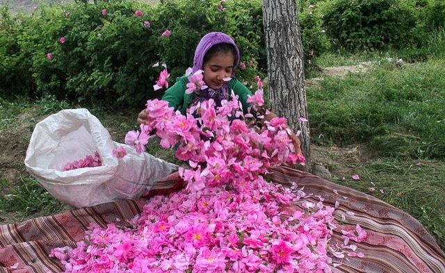 کویرهای صورتی ...