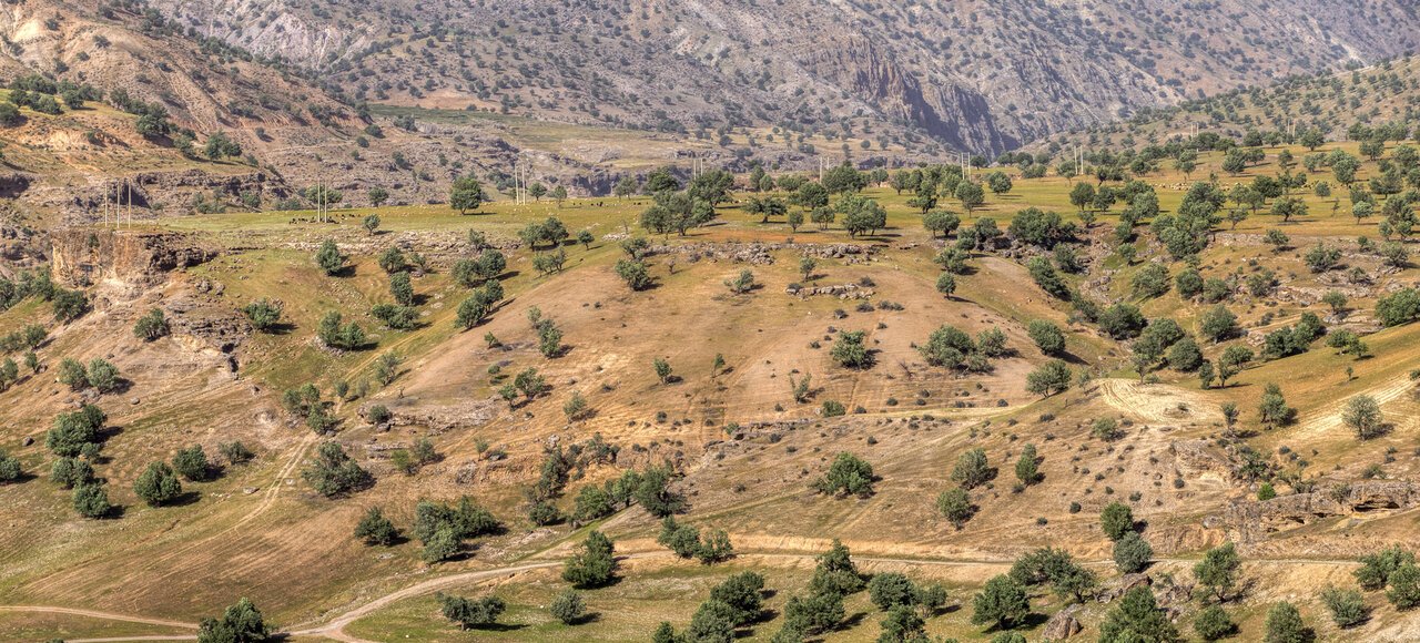 مسئولان چوب لای چرخ قاچاق چوب بگذارند