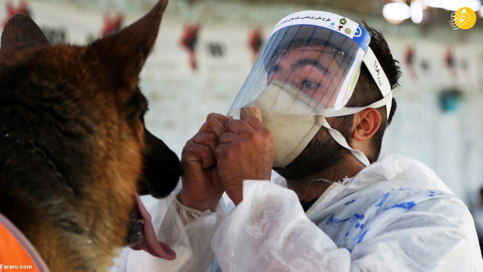 آموزش سگ‌ها برای تشخیص کرونا در ایران