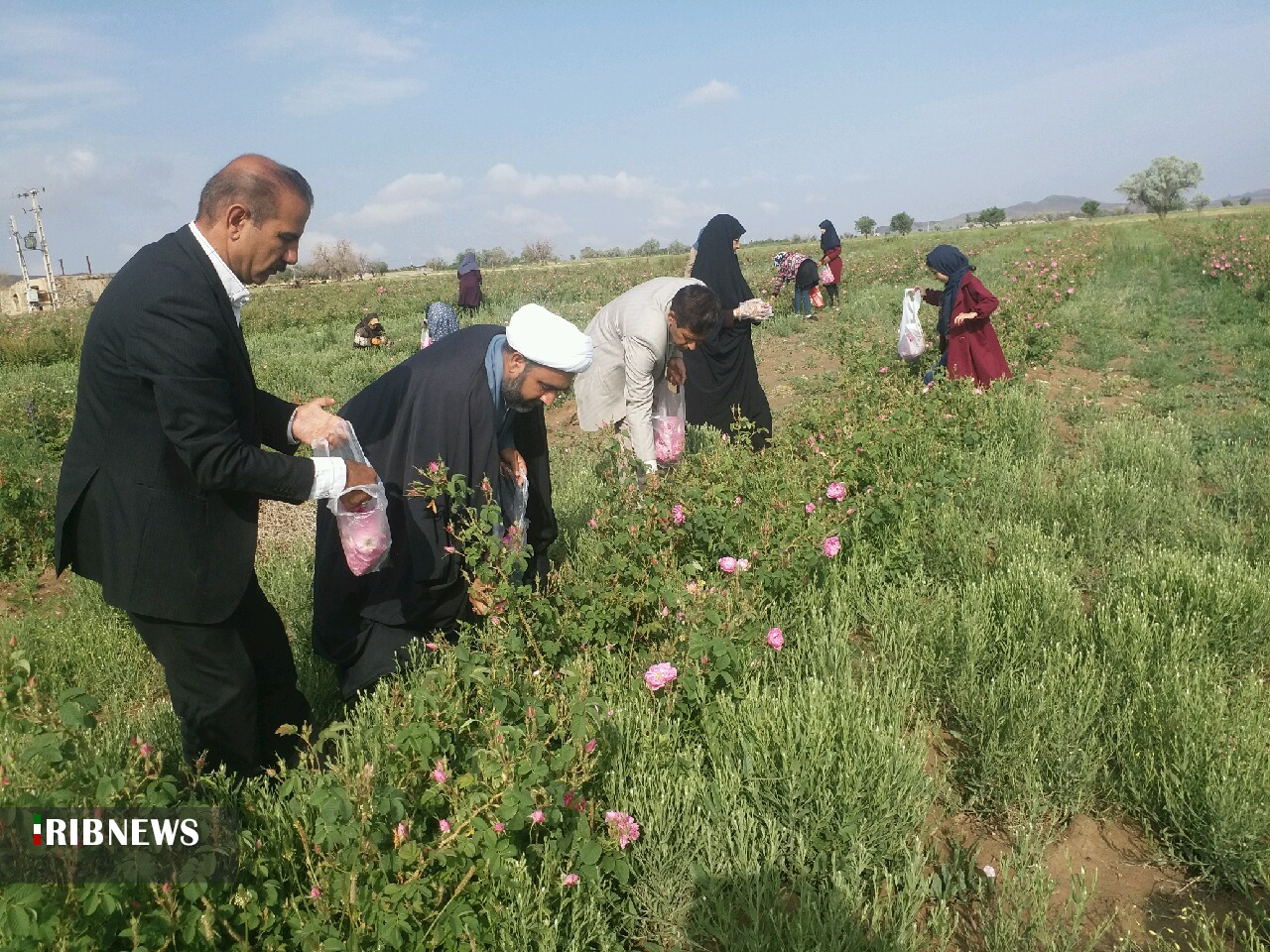 برداشت گل محمدی در زرند