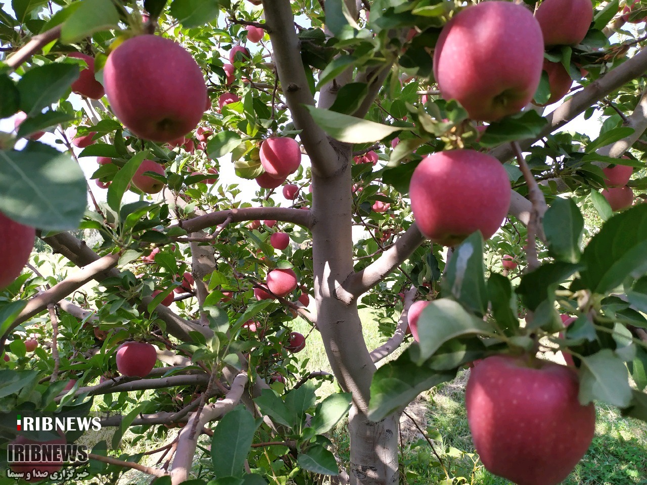 برداشت میوه سلامتی