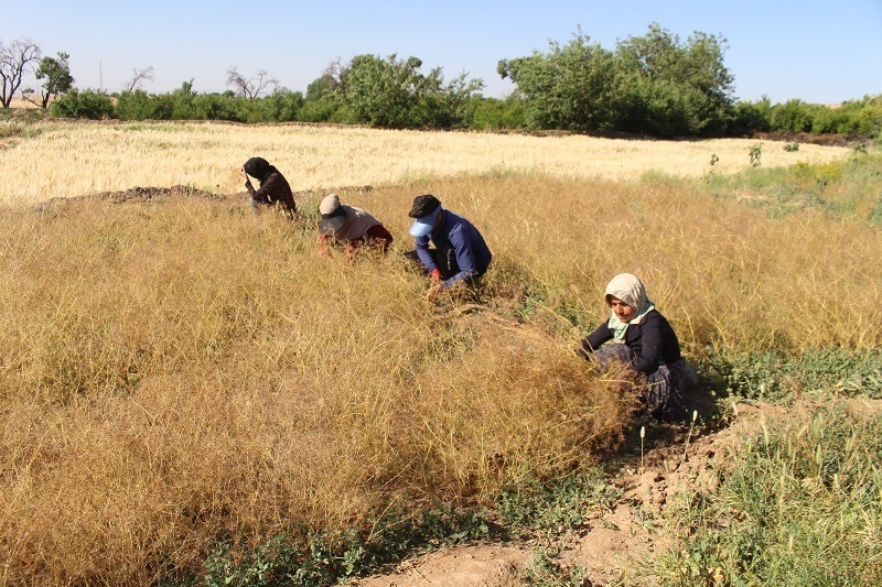 هزارو 400 میلیارد تومان ؛ گردش مالی محصولات کشاورزی در بردسکن هزارو 400 میلیارد تومان ؛ گردش مالی محصولات کشاورزی در بردسکن
