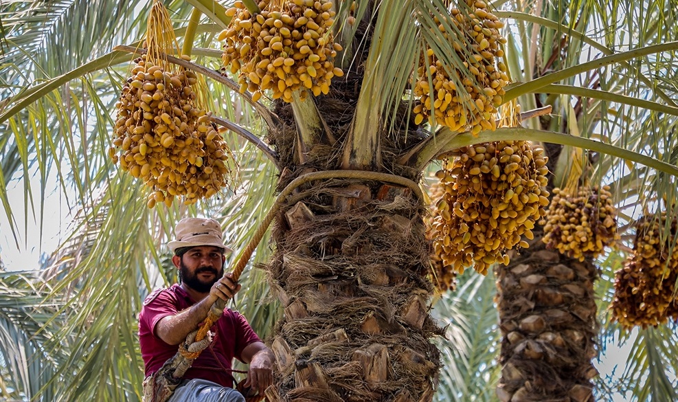 پیش بینی برداشت ۸ هزارتن خارک از نخلستان های استان بوشهر