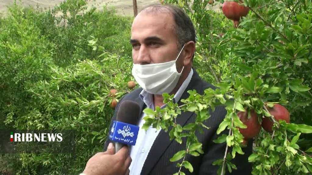 آغاز برداشت انار در انگوت آغاز برداشت انار در انگوت