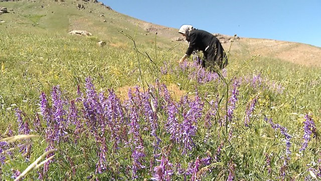 کندن گیاهان دارویی در استان ممنوع!