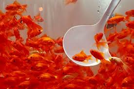 نکات مهمی که باید درباره تهیه و نگهداری ماهی قرمز بدانید