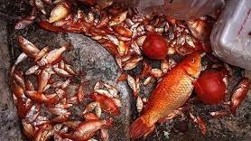 نکات مهمی که باید درباره تهیه و نگهداری ماهی قرمز بدانید