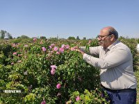 آغاز برداشت گل محمدی از گلستانهای خوی