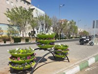 کاشت ۱۲ هزار گل میمون و اطلسی رنگارنگ در گلجای‌های منطقه۱۴