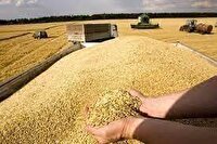 خرید بیش از سه هزار تن گندم