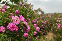 گلاب نماد دیگری برای ساروق