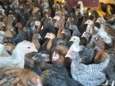 توزیع ۲۴۰ قطعه نیمچه تخم گذار بین زنان روستایی رامهرمز توزیع ۲۴۰ قطعه نیمچه تخم گذار بین زنان روستایی رامهرمز