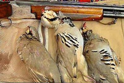 لاشه ۹ قطعه کبک از ۲ شکارچی در خلخال کشف شد