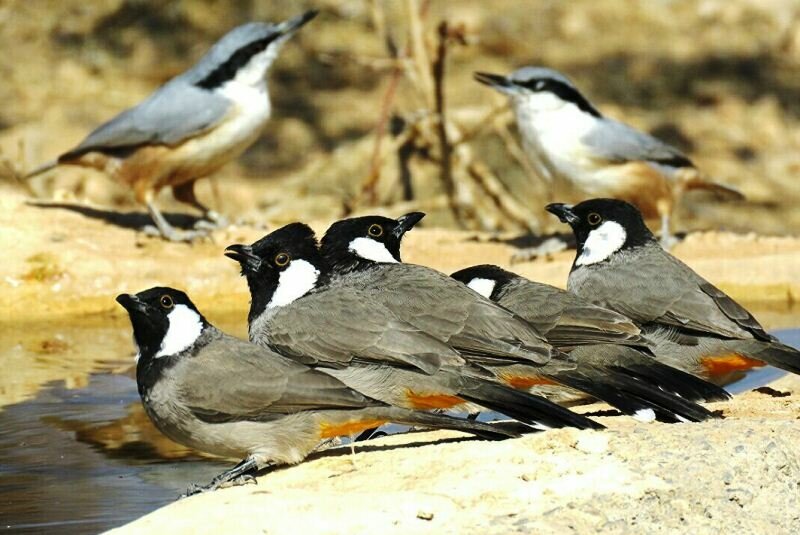 بلبلان خرما در وطن می‌خوانند