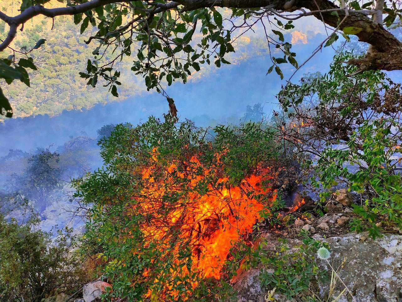 آتش سوزی گسترده در جنگل‌ها، مراتع و مزارع کشاورزی شهرستان گیلان غرب براثر صاعقه دیشب