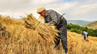 پیش‌بینی تولید ۶ میلیون تن گندم در دیم‌زار‌های کشور