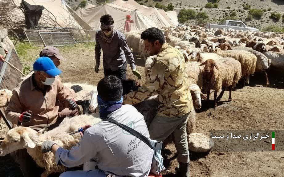 ۳۲۰ هزار راس دام سبک در شیروان علیه بیماری واکسینه شدند