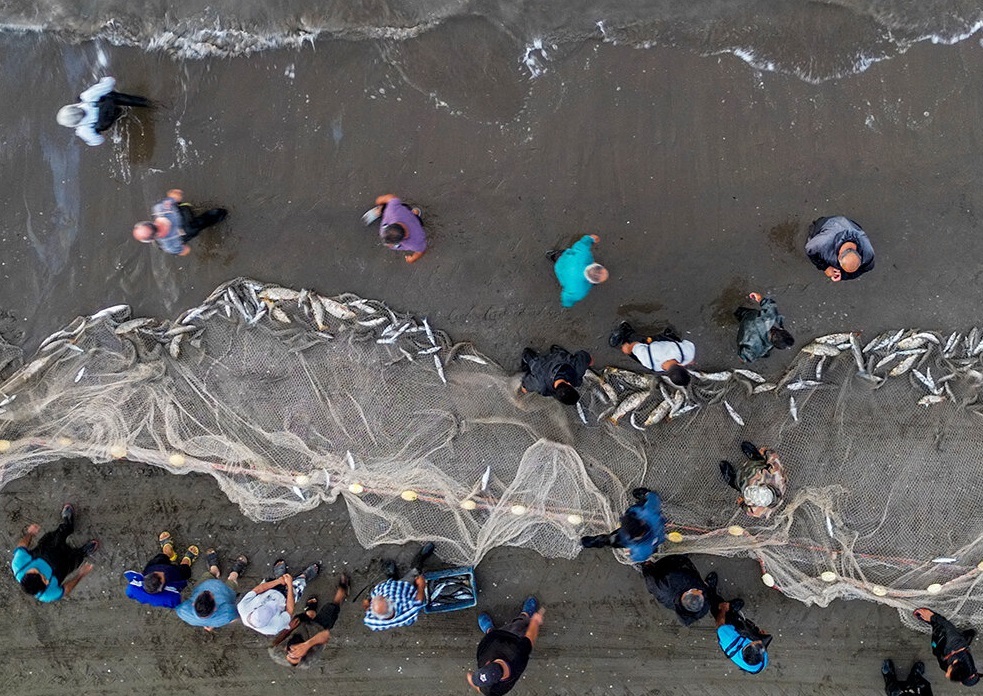 آغاز رسمی فصل صید ماهیان استخوانی در خزر آغاز رسمی فصل صید ماهیان استخوانی در خزر