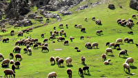 احاله مدیریت ۷۲۵ هزار هکتار از مراتع استان مرکزی به بهره‌برداران