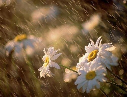 بیشترین سهم از بارندگی‌ها به ایذه رسید