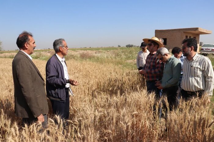 توسعه تنوع ارقام بذری مقاوم به خشکی در دیمزار‌های کشور