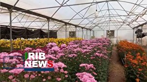 تولید گل‌های شاخه‌بریده در ایوانکی