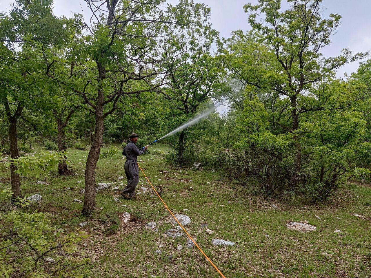 محلول‌پاشی ۶۵۰ هکتار از جنگل‌های بلوط سردشت علیه آفت جوانه‌خوار