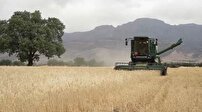 خرید ۲۵۰ هزار تن گندم از کشاورزان لرستانی
