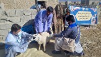 واکسینه شدن دام علیه تب مالت در سیستان و بلوچستان