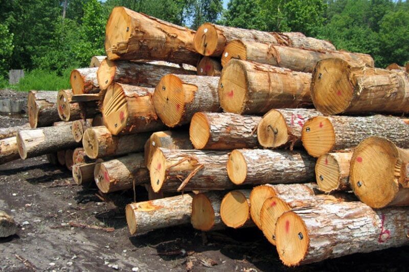 توقیف ۶ خودروی باری حامل چوب قاچاق در صومعه سرا