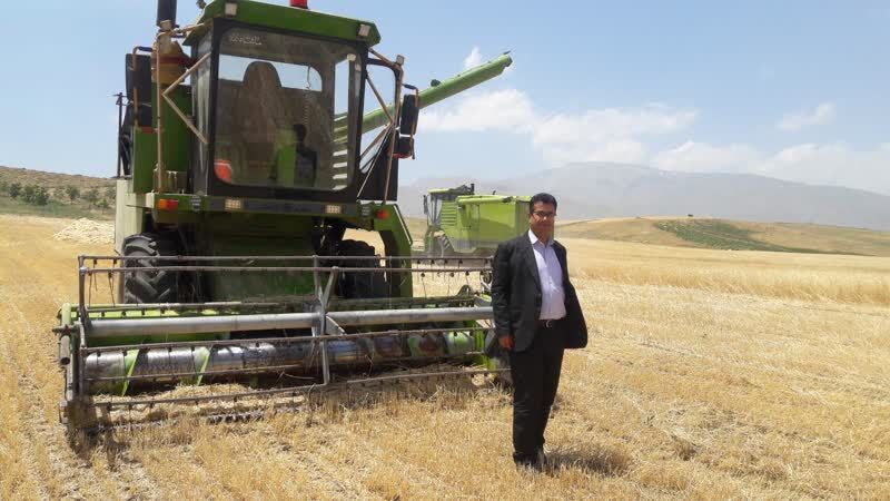 پیش بینی برداشت ۹۰ هزار تن گندم از مزارع شهرستان پیرانشهر