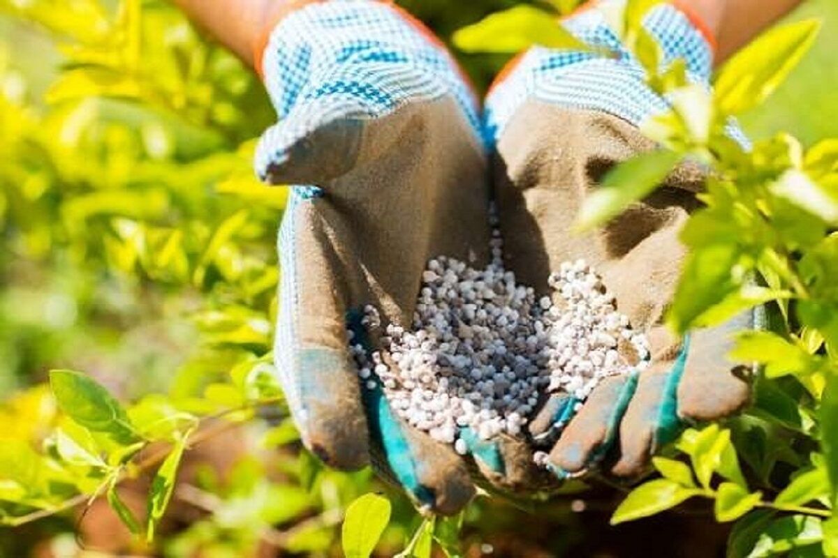 تأمین بیش از ۱۴ هزار تن انواع کود شیمیایی در خراسان شمالی