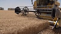 آغاز برداشت گندم در سقز؛ طلای زرد در راه سیلوها