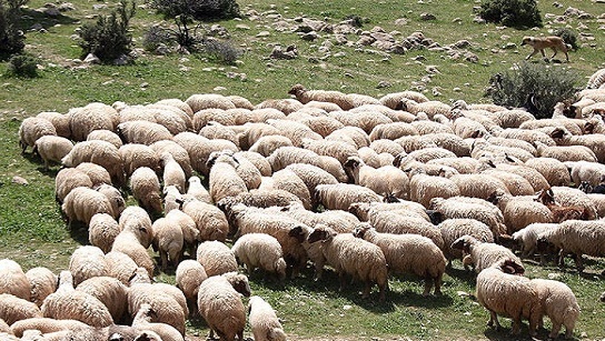 اصلاح نژاد دام برای خودکفایی در تامین گوشت