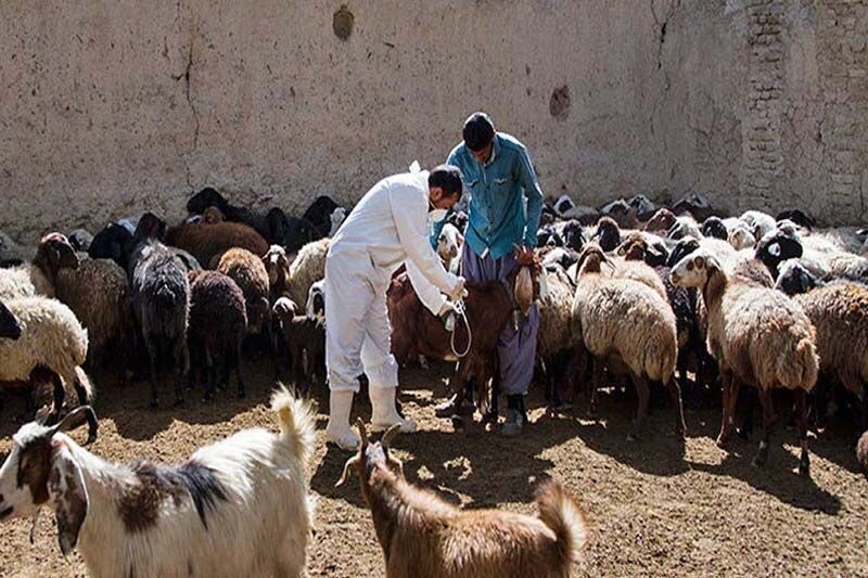 ایمن سازی دام‌های سبک شوشتر علیه بیماری‌های واگیردار دامی