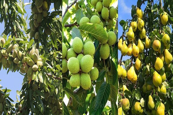 پیش‌بینی تولید ۱۱.۵ میلیون تن محصولات سردسیری و خشک