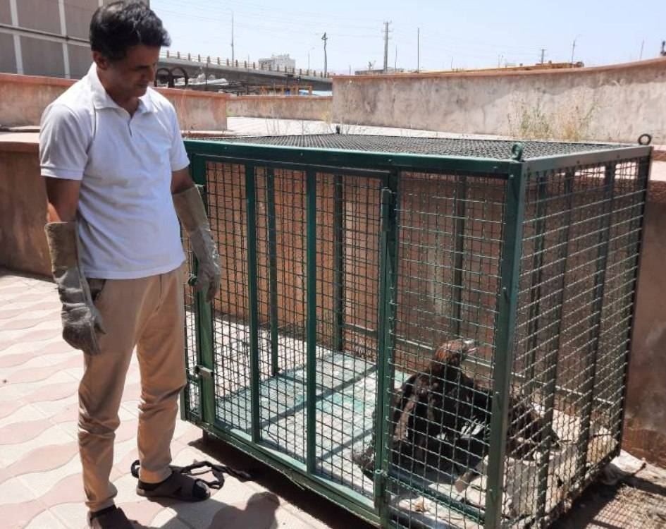 تحویل یک قطعه عقاب طلايي به اداره حفاظت محیط زیست شهرستان ارومیه