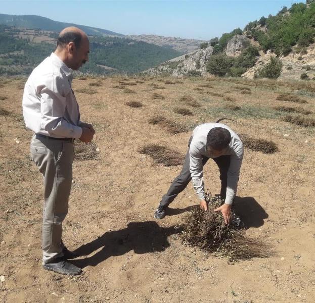 آغاز برداشت سیاه‌دانه از ۵۶ هکتار مزارع گلوگاه