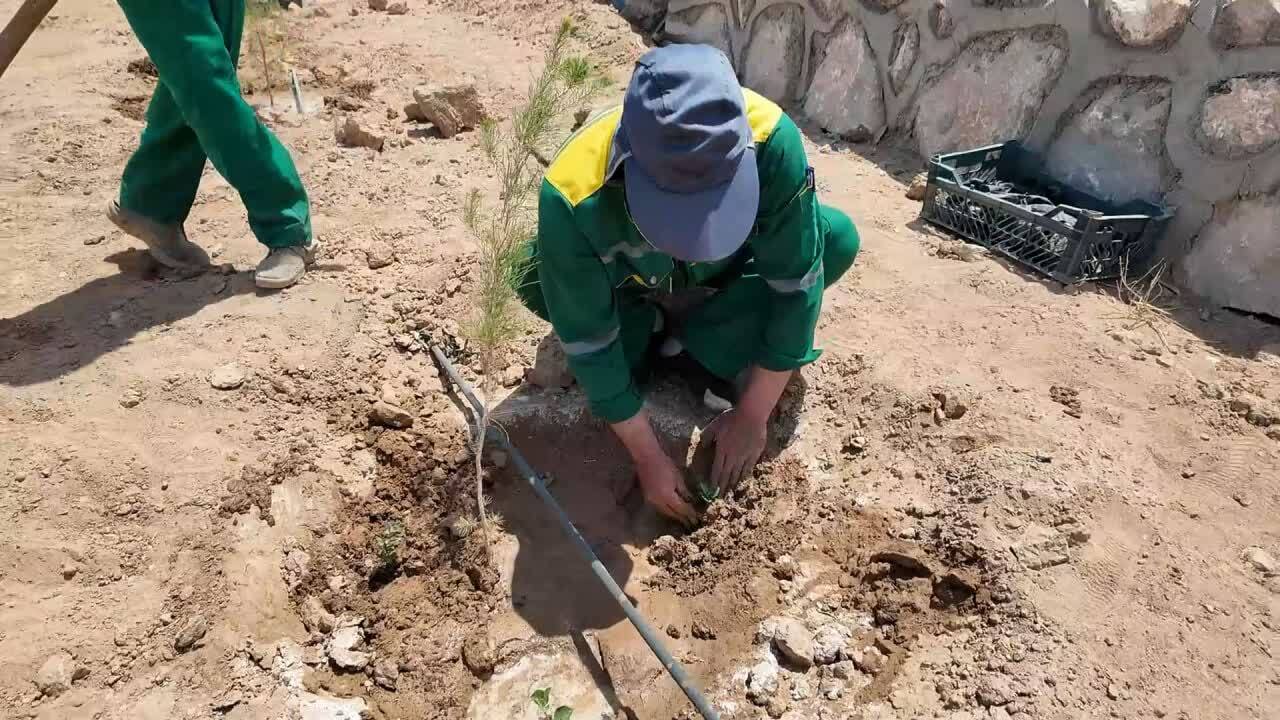 گیاهان دارویی در بوستان‌های یزد کاشت می‌شوند