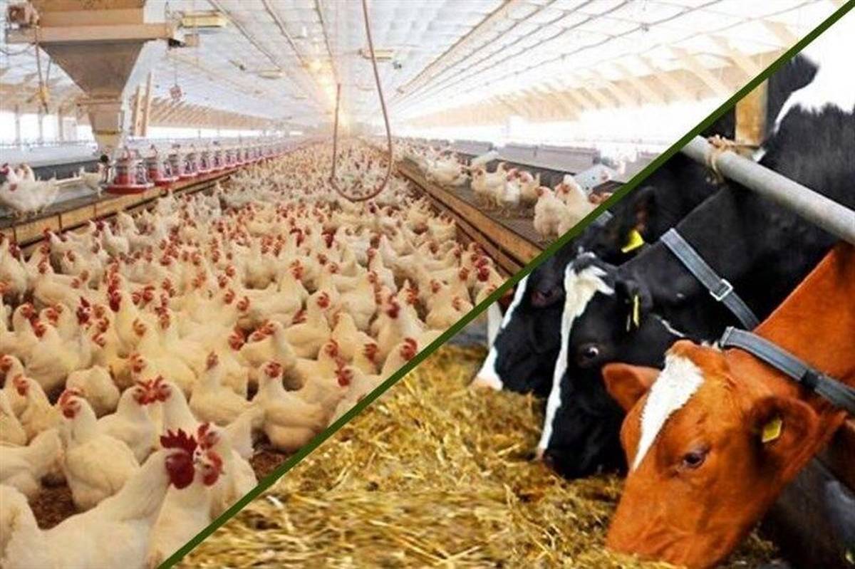 افزایش بهره وری با استفاده از خوراک آماده دام و طیور سایز عکس کوچک است