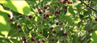 پیش بینی برداشت بیش از ۵۰۰ هزار تن محصولات باغی