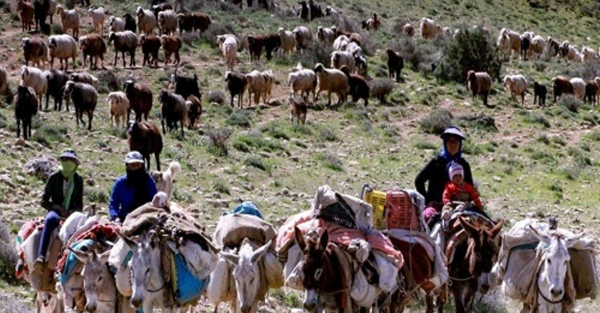 استقرار عشایر کوچ رو شهرستان‌های شمال آذربایجان غربی در ییلاقات چالدران