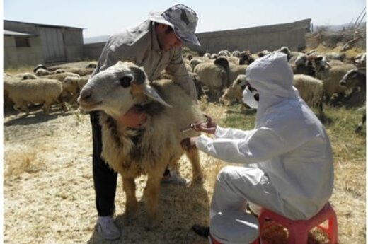 مقابله با طاعون نشخوارکنندگان