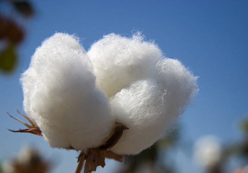 تولید دو رقم بذر جدید پنبه در ایران