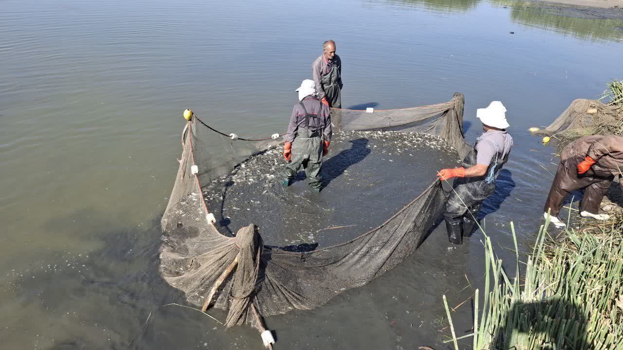 آغاز رهاسازی انواع بچه ماهیان به منابع آبی آذربایجان غربی از امروز