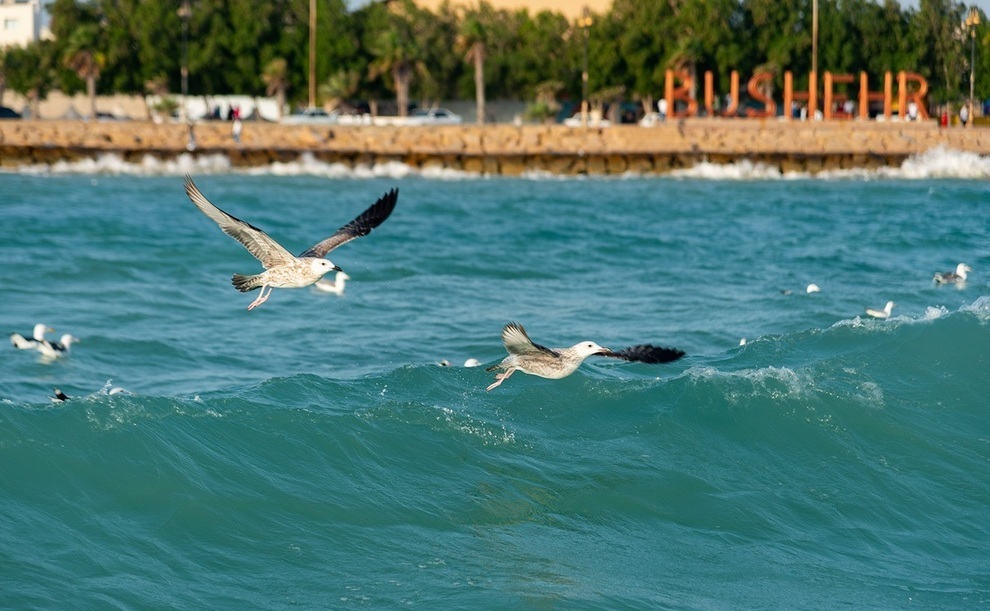 پیشوزش باد بهنسبت شدید برای بوشهر پیشوزش باد بهنسبت شدید برای بوشهر